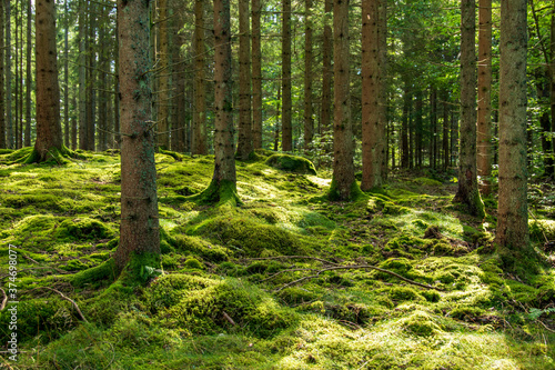 trees in the forest