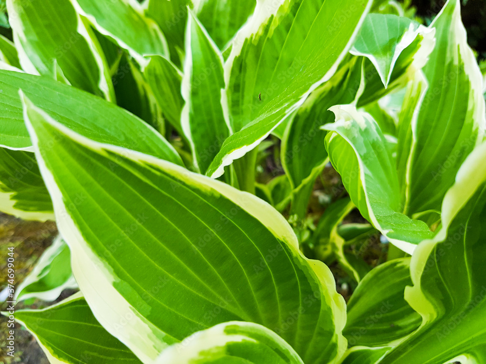 Blatt Blätter grün weiß Pflanze Zierpflanze Garten Kleingarten Natur- Umwelt- Öko- Bio- feld bäuerlich Wild Makro Funkien Blatt Blätter grün weiß Pflanze Zierpflanze Garten Kleingarten Natur- Umwelt- Öko- Bio- feld bäuerlich Wild Makro Funkien