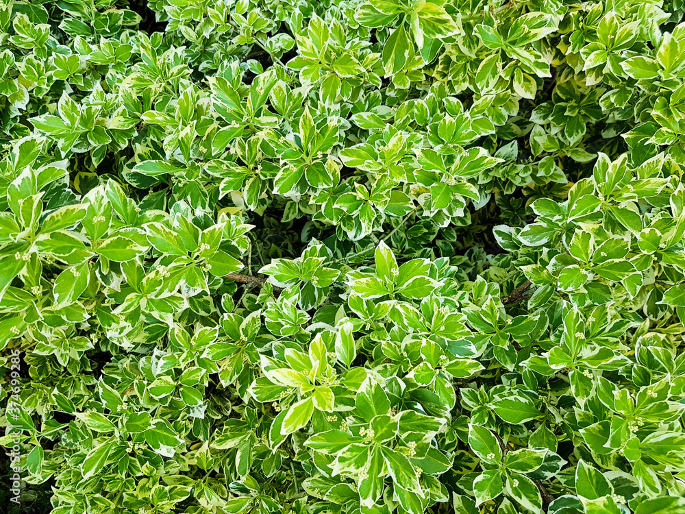 Obraz premium Hintergrund Vorlage Template Blätter Busch Baum Hecke satt grün dicht bewachsen Natur- Umwelt- Oko- Land- Bäuer- Garten Park immergrün flora floral gesund nachhaltig- schönheit schlicht natürlich