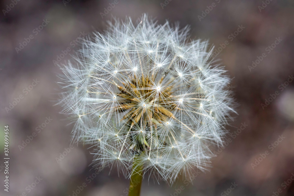 Dandelion seeds ready to fly away and to conquer other place next year Dandelion seeds ready to fly away and to conquer other place next year