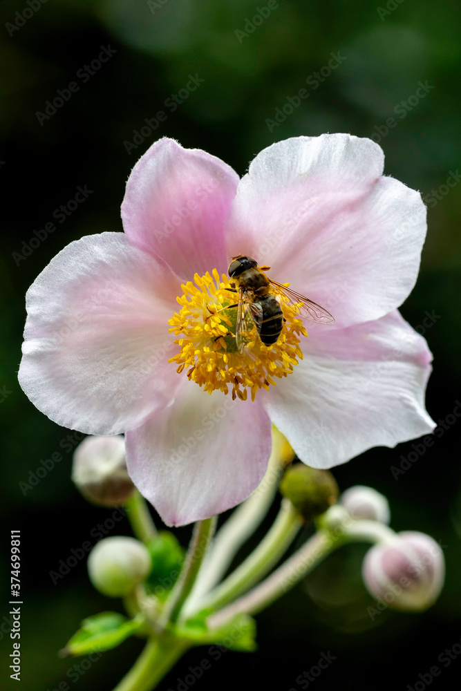 Overfly collecting honey on pink yellow heard anemone flower under summer sunlight and against a blurry dark green background Overfly collecting honey on pink yellow heard anemone flower under summer sunlight and against a blurry dark green background