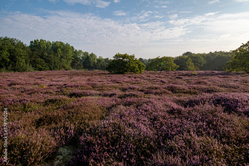 Obraz premium Purple heater flowers field under a pur blue cloud with low clear clouds