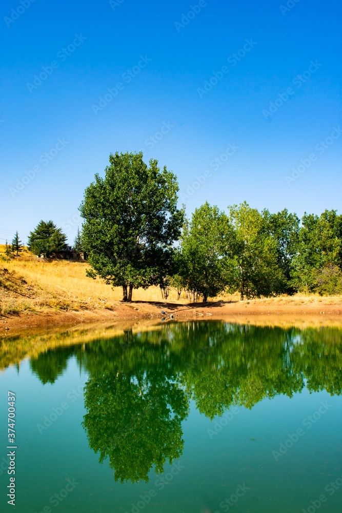 Fototapeta premium Tree on a lake shore with reflection on the water surface