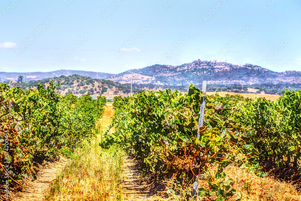 landscape of portuguese vineyard, alentejo region