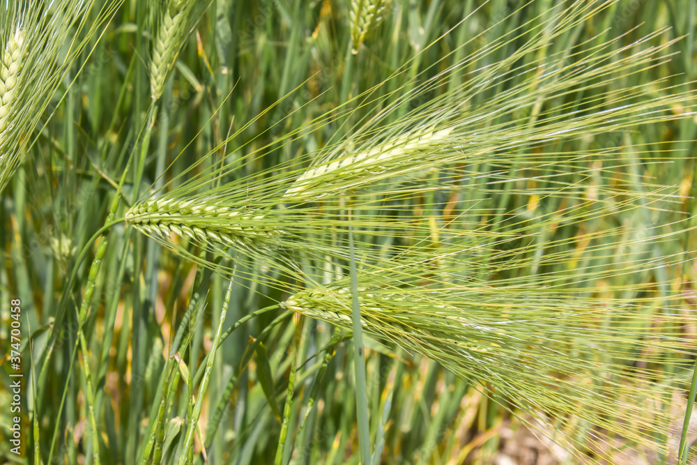 Fototapeta premium Green young spikelets of wheat close-up on the field. Ripening wheat on a sunny day