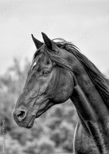 Portrait eines schwarzen Pferdes in schwarz-weiß