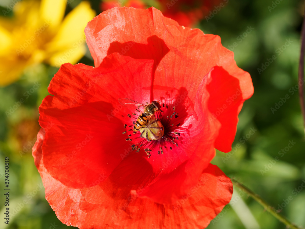 Episyrphus balteatus | Hainschwebfliege auch bekannt als Winterschwebfliege Episyrphus balteatus | Hainschwebfliege auch bekannt als Winterschwebfliege