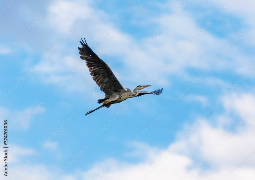 Fototapeta premium flying gray heron in the sky
