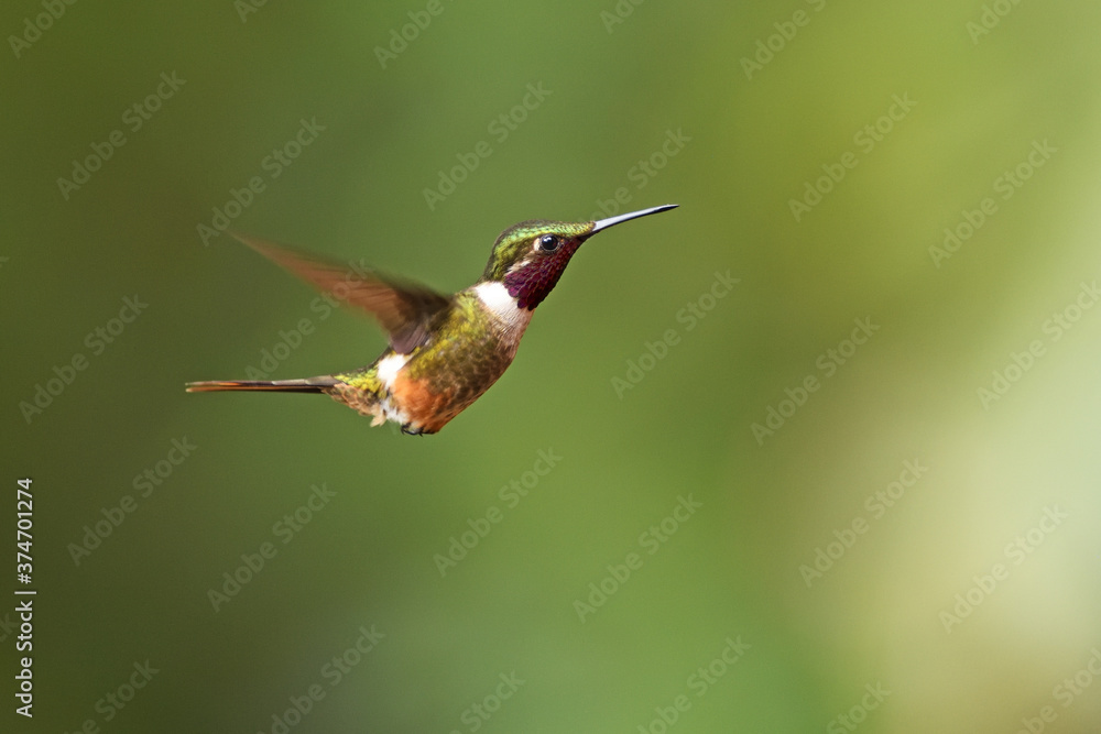 Magenta-throated woodstar is flying in air Magenta-throated woodstar is flying in air