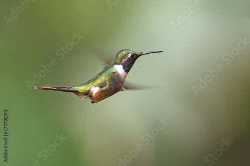 Magenta-throated woodstar is flying in air photo