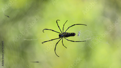 A spider resting on the web on at the middle of a jungle.