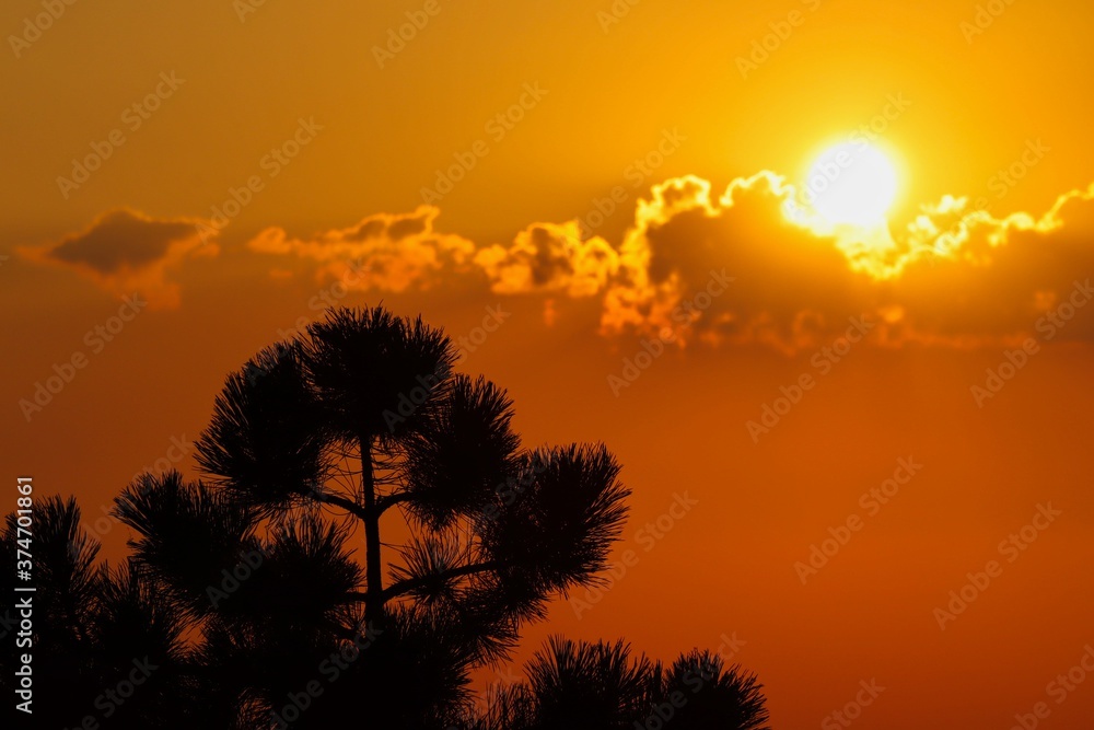 Beautiful Sunset with Tree Silhouette in Czech Republic. Orange Sunset with Sun Hiding behind Cloud in Moravia.