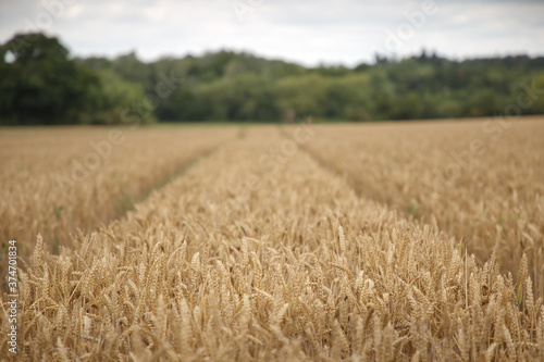 countryside of oxfordshire england