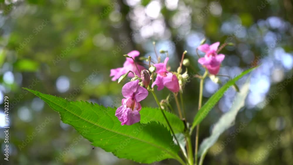The bumblebee collects nectar inside the fireweed flower, then crawls out of it and flies away The bumblebee collects nectar inside the fireweed flower, then crawls out of it and flies away