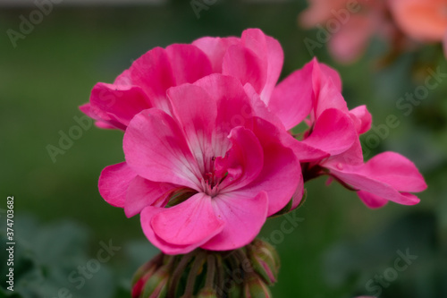pink geranium flower in the garden