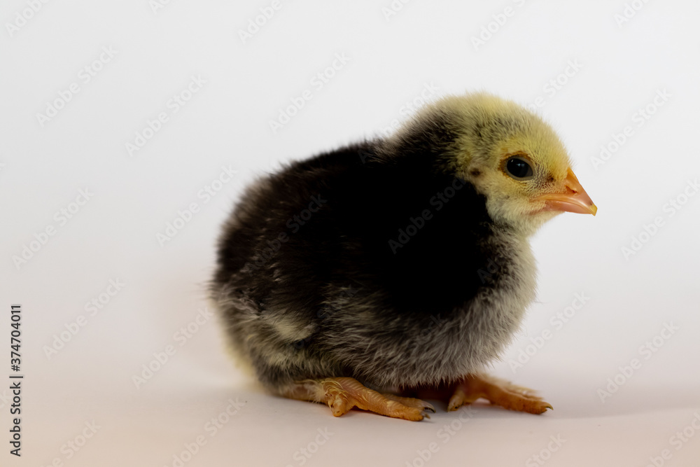 Fototapeta premium Dark chicken lay down on a white background