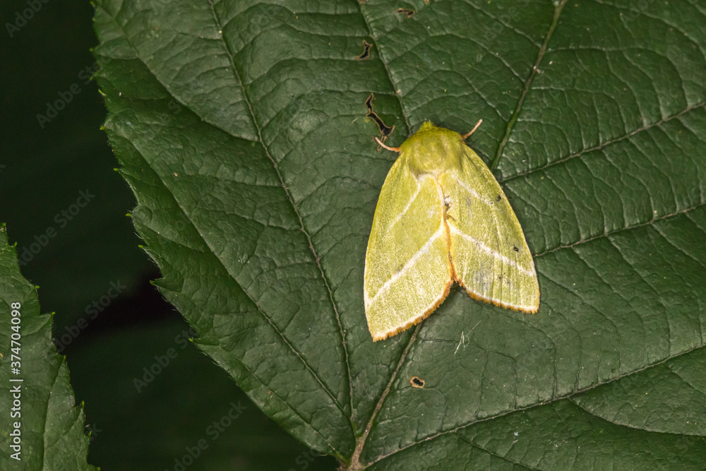 Green silver-lines (Pseudoips prasinana)