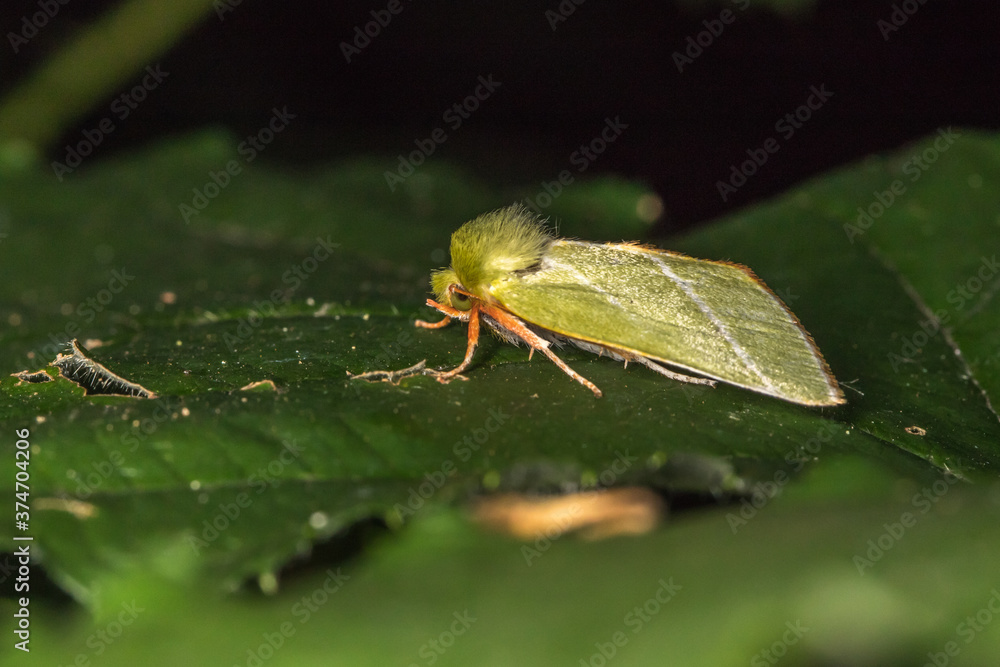 Green silver-lines (Pseudoips prasinana)