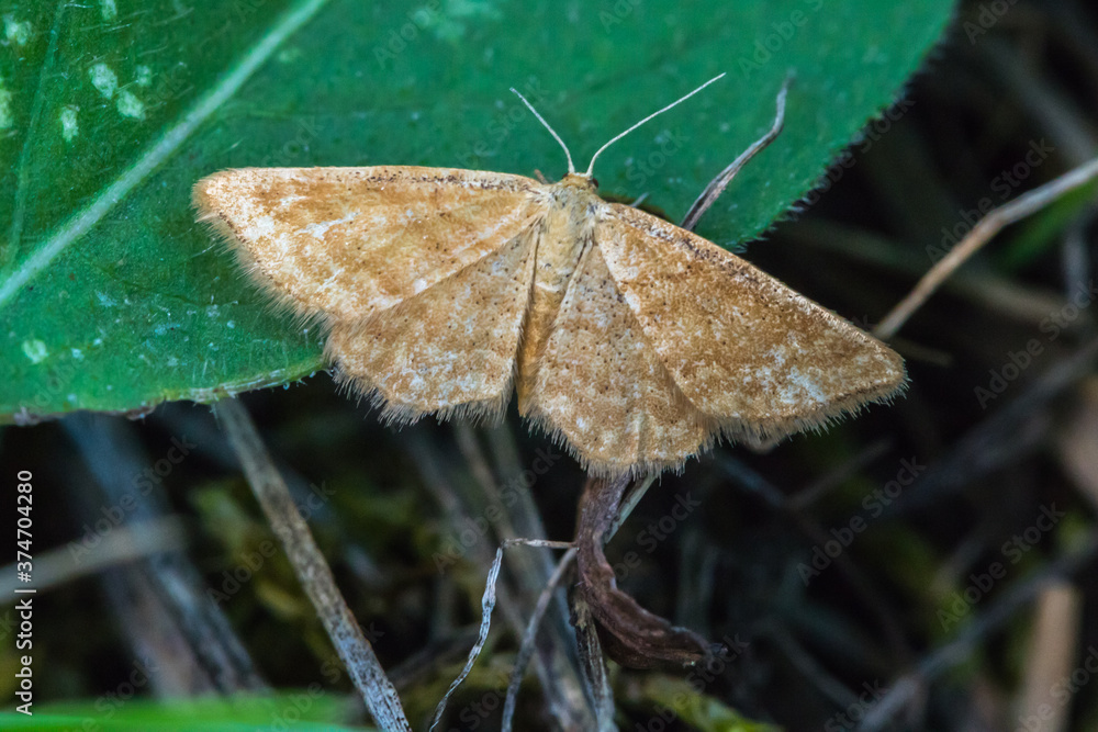 Rest harrow (Aplasta ononaria)