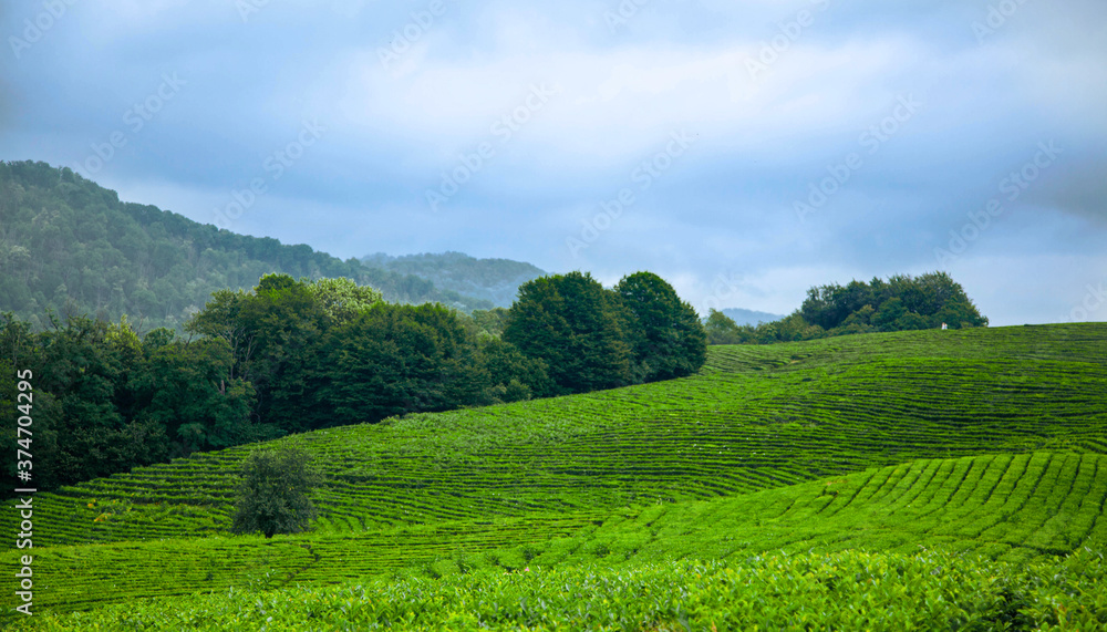 Green tea plantations and clouds, green plant background. Green tea plantations and clouds, green plant background.