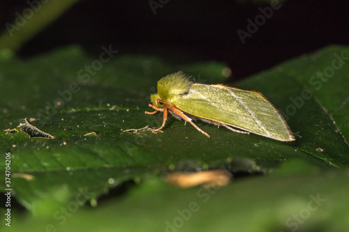 Obraz na płótnie Green silver-lines (Pseudoips prasinana) w salonie