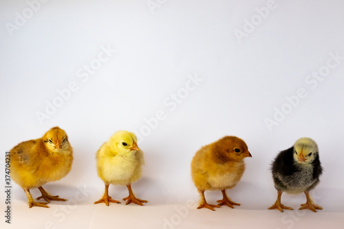 Four different chickens stand in a row distance on a white background