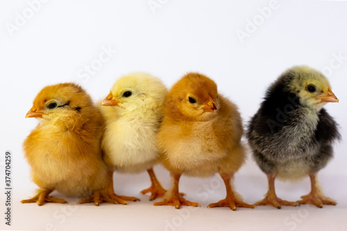 Four different chickens stand in a row on a white background