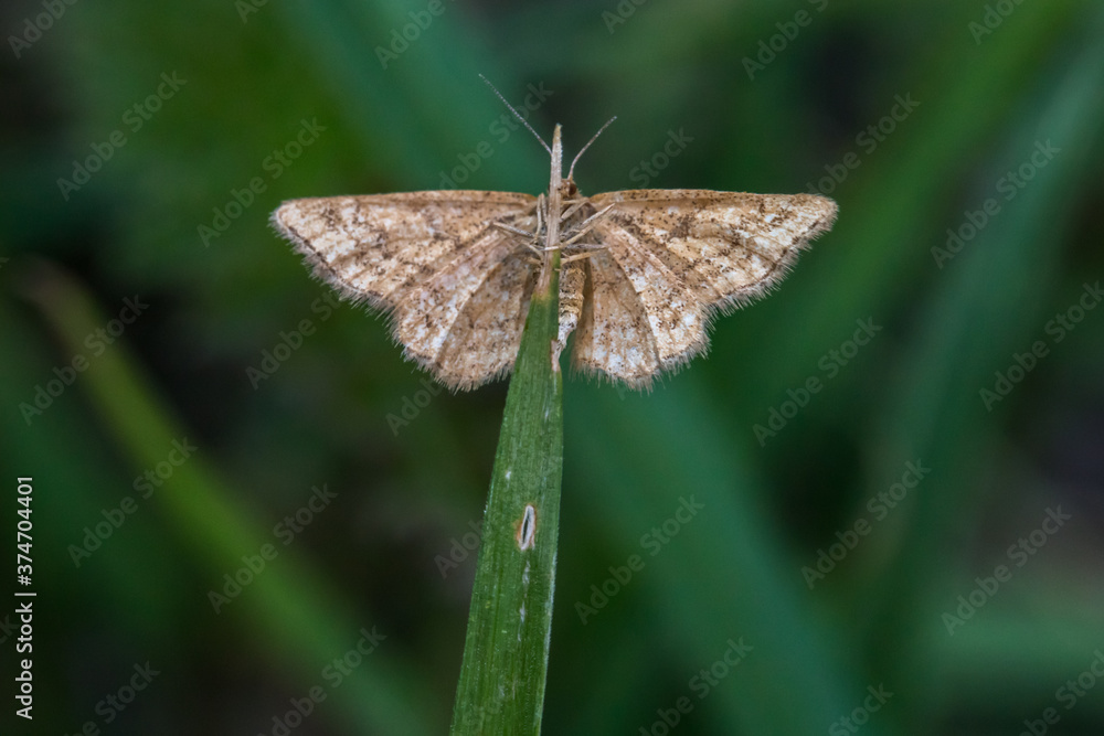 Rest harrow (Aplasta ononaria)
