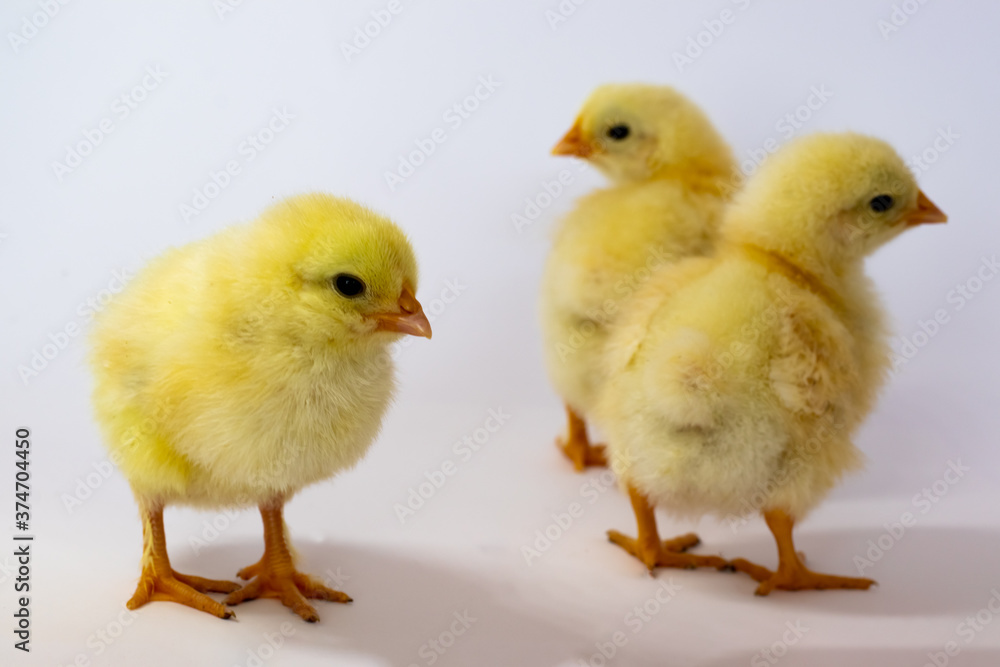 Three chickens walking chaotically on a white background Three chickens walking chaotically on a white background