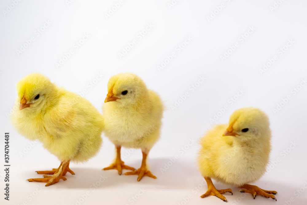 Three yellow chickens on a white background