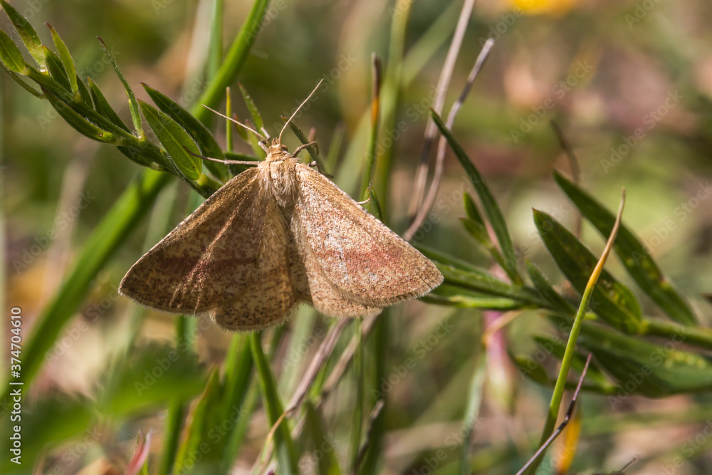 Rest harrow (Aplasta ononaria)