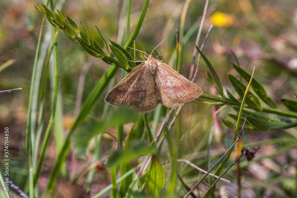 Rest harrow (Aplasta ononaria)