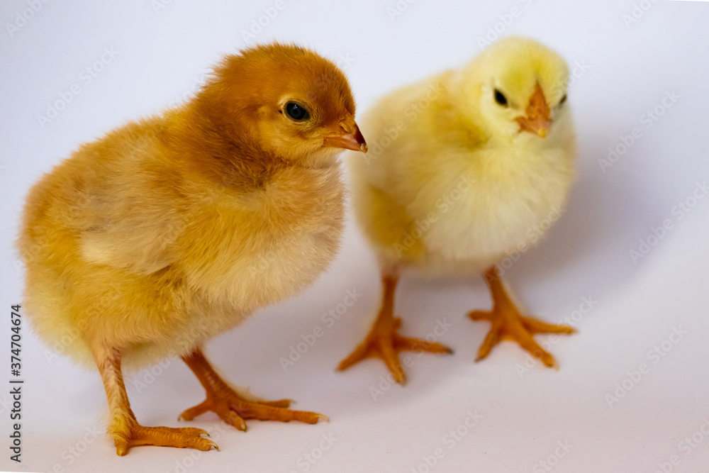 Two different chickens stand side by side on a white background