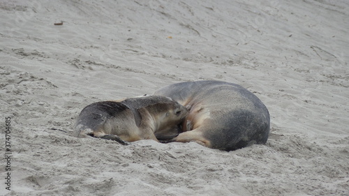 Australia Seal Bay Pup Nursing