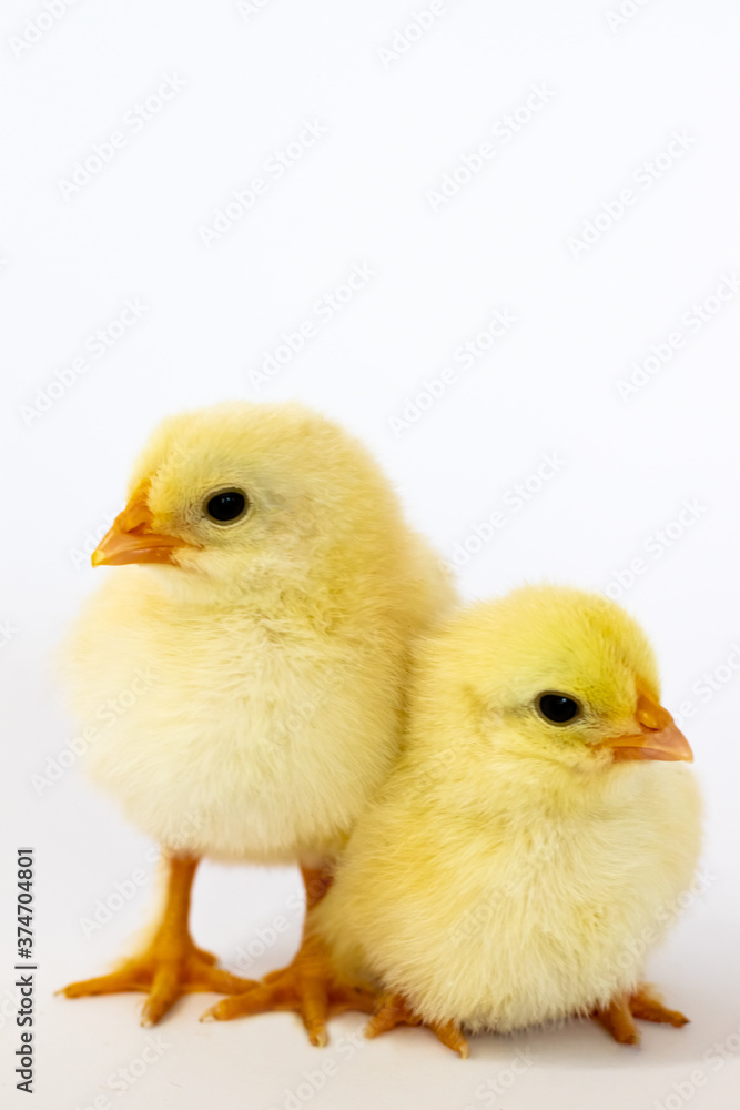 Two yellow chicks where one stands and one lies on a white background