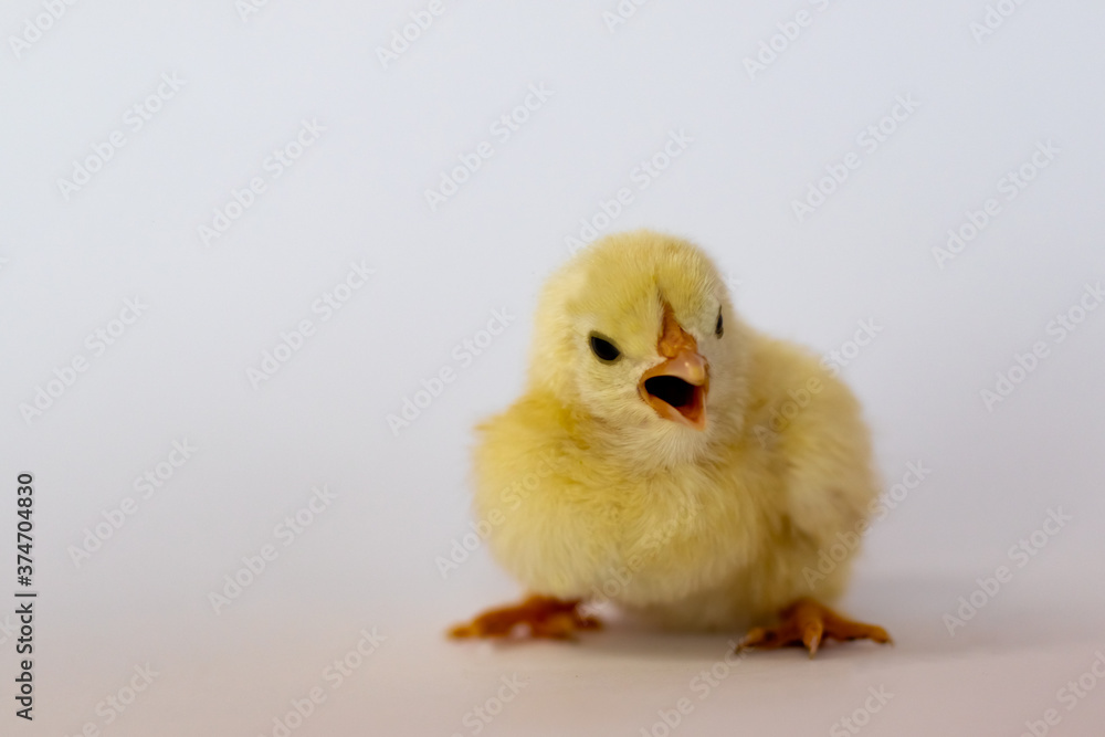 Yellow chick lies and shouts on a white background and looks at the camera Yellow chick lies and shouts on a white background and looks at the camera