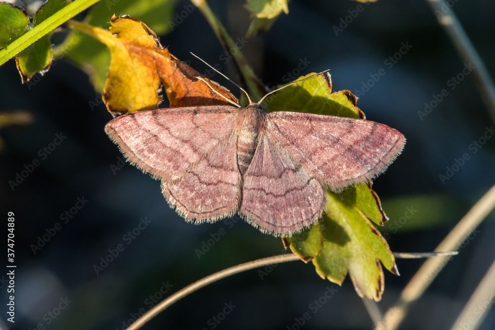 Tawny wave (Scopula rubiginata)