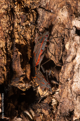 Mating Western Boxelder Bug (Boisea rubrolineata) photo