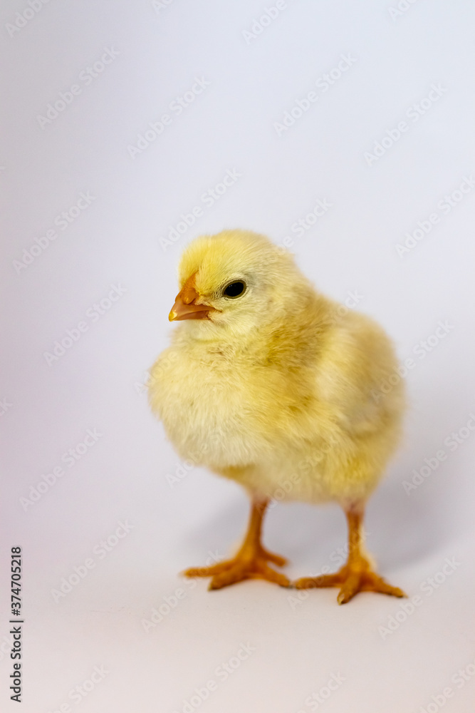 Yellow chicken stands full-length on a white background
