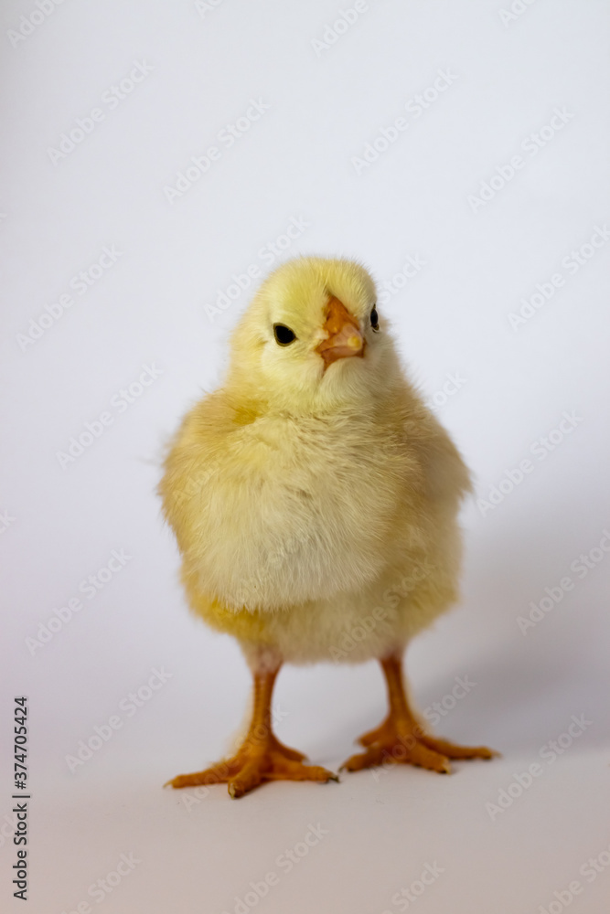 Yellow chicken stretched out its legs and stands on a white background Yellow chicken stretched out its legs and stands on a white background