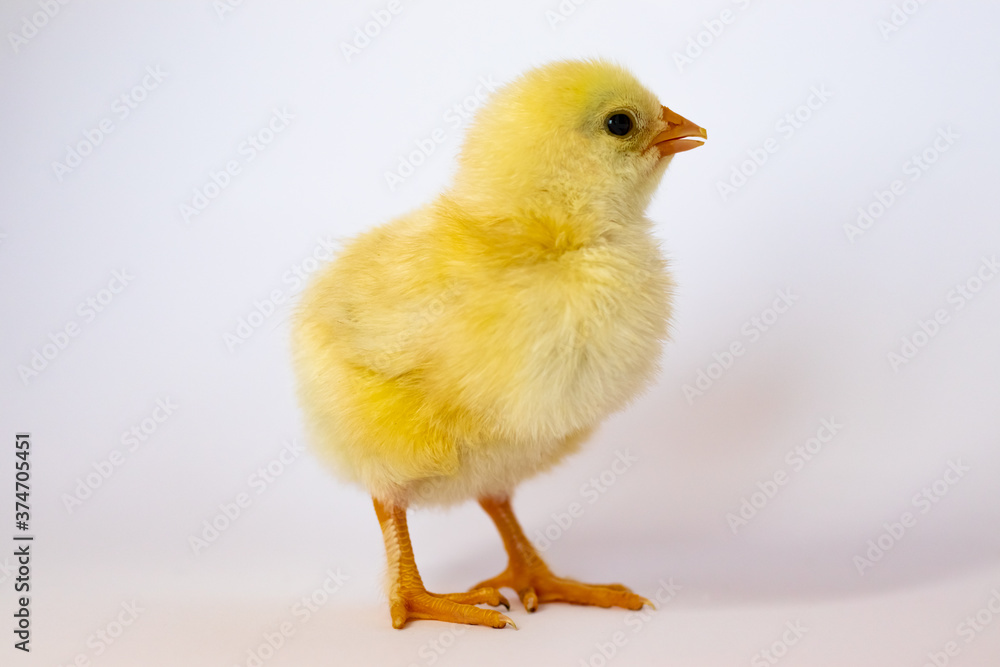 Yellow chicken turned away from the camera on a white background