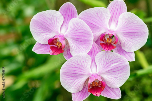 a trio of pink orchids blooming in a garden in Marbella 