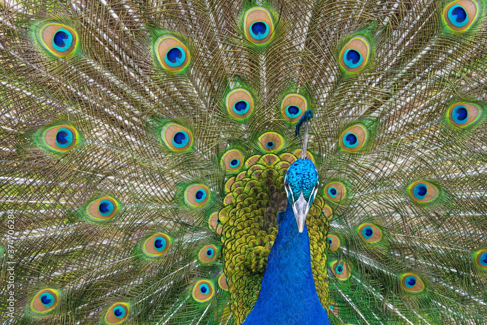 Obraz premium Male Peacock displaying Multicoloured, blue, green, gold, Feathers in Mating show close up low level eyeline view