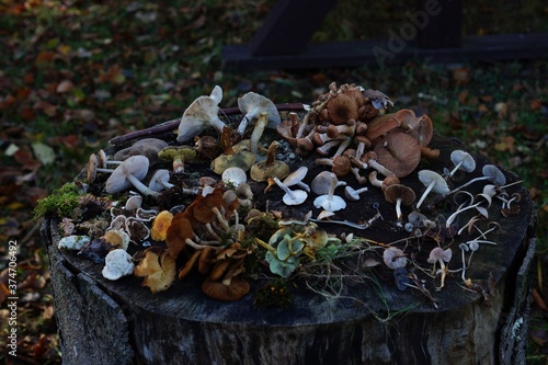 mushrooms on a treestump photo