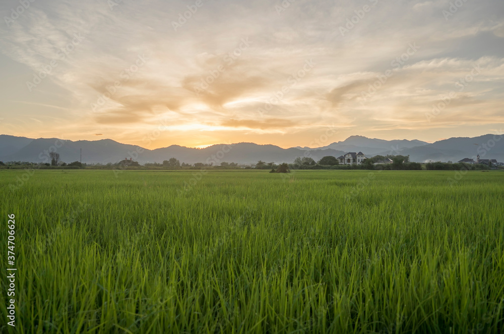 view of rice fields and mountains during sunset time before dark. view of rice fields and mountains during sunset time before dark.