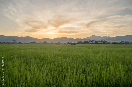 view of rice fields and mountains during sunset time before dark.