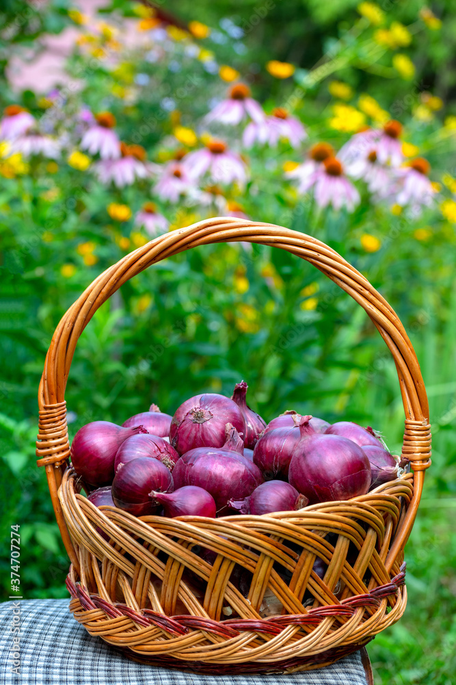 Basket with red onions stands on chair against the background of flower garden Basket with red onions stands on chair against the background of flower garden