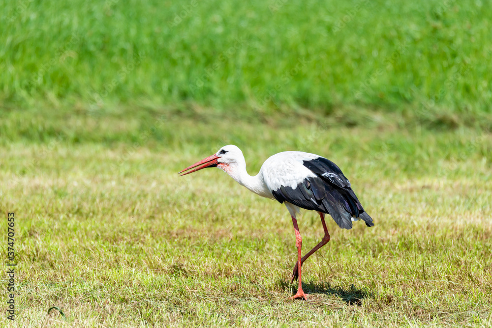 Fototapeta premium Stork in the meadow