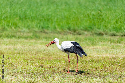 Stork in the meadow