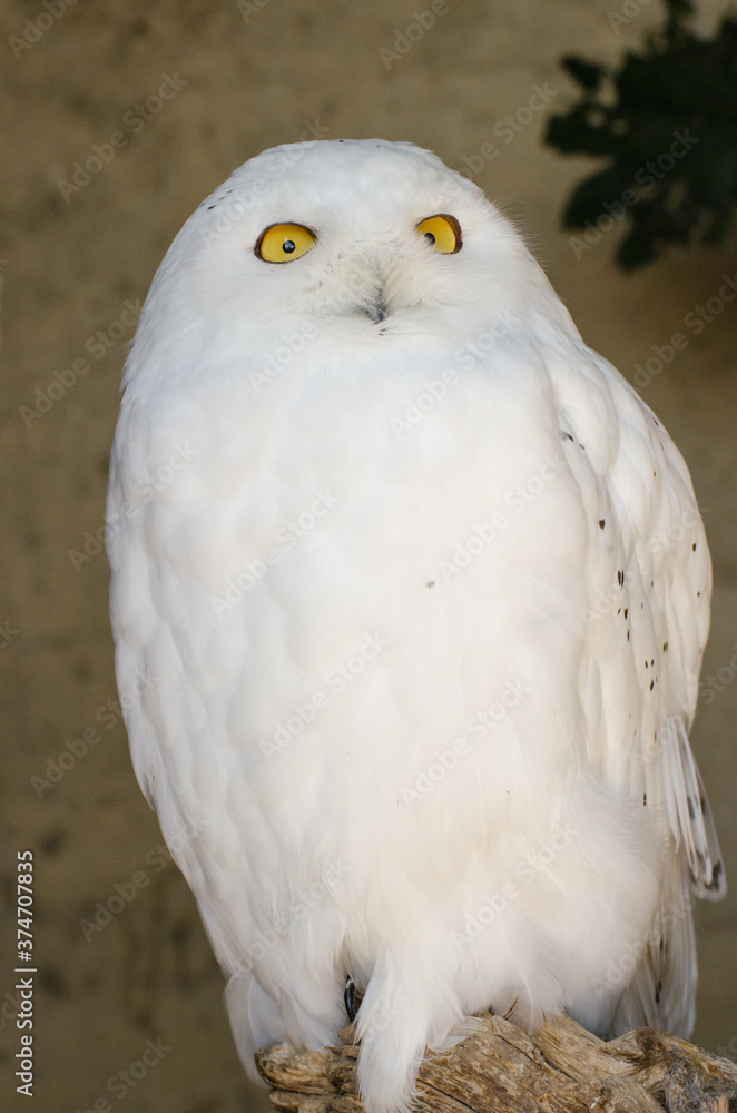 Obraz premium close up of a snowy owl